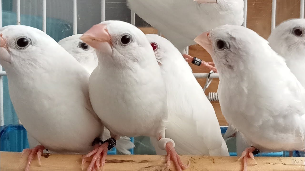 YAVRULAR NE ZAMAN YEME DÜŞER NE ZAMAN AYIRMALIYIZ.....