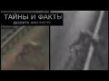 Жуткое существо попало на видео