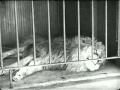 Charlie chaplin  thelions cage