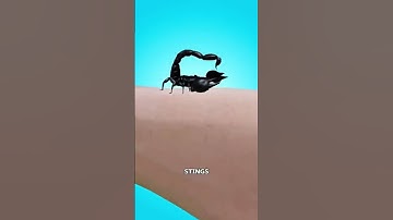 Thumbnail of When A Scorpion Stings You 😱                                             Credits@SimplifiedFrames
