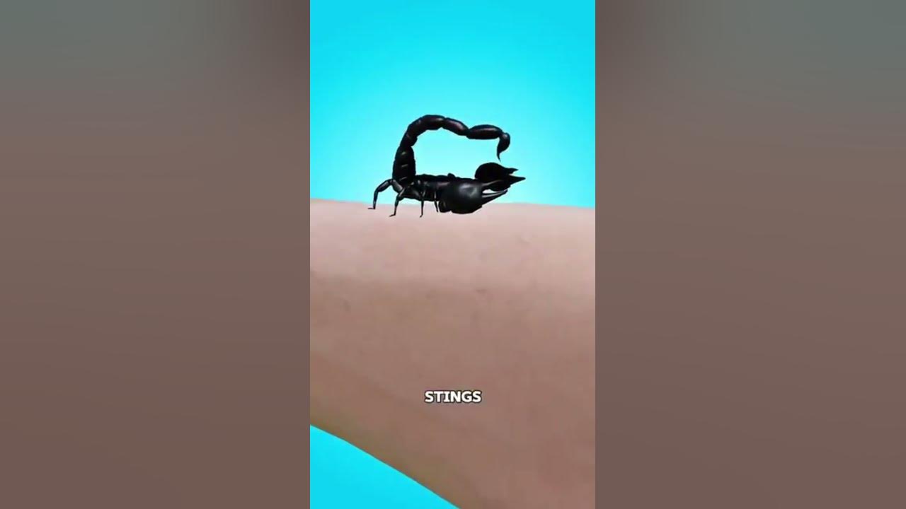 When A Scorpion Stings You π± Credits@SimplifiedFrames When A Scorpion Stings You π± Credits@SimplifiedFrames