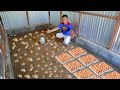 Harvesting chicken eggs│Building low-cost chicken barn & Adding newly hatched chicks ( Feeding time)