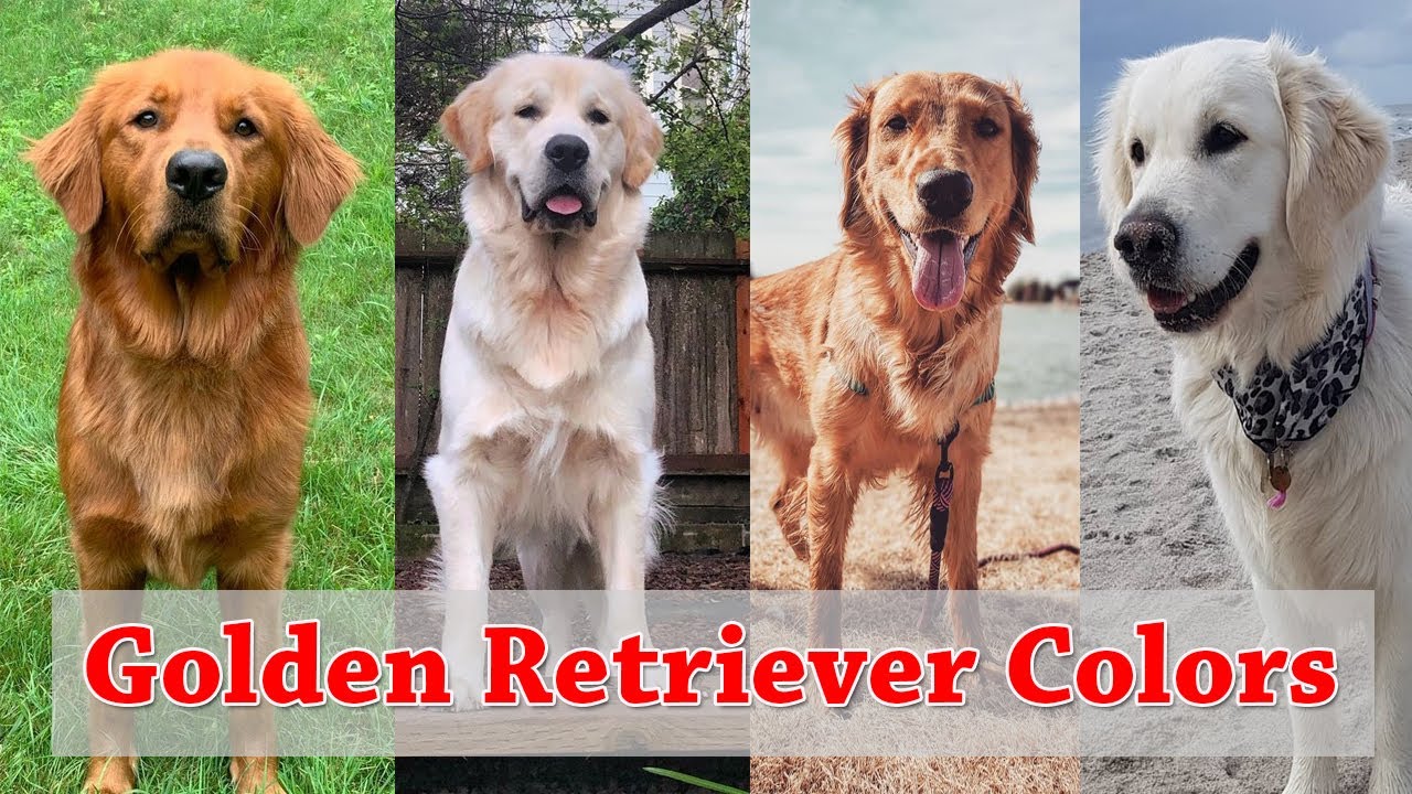 What Color Will My Golden Retriever Puppy Be What Color Will My Golden Retriever Puppy Be