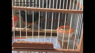 Download Lagu cach tri chim choe lua bi dau mat . nhiem trung mat , nhanh va hieu qua MP3