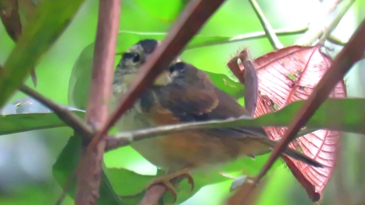 Imeri warbling antbird, Hypocnemis flavescens, tricolor, Inirida ( Guainia), Inirida Birding