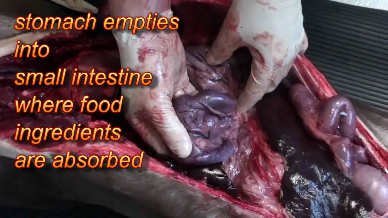 Dr Greg : Necropsy: Look Inside a Dogs Body! - YouTube