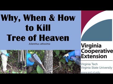 ვიდეო: ზეცის ხის სარეველების კონტროლი - ისწავლეთ როგორ მოკლათ სამოთხის ხეები