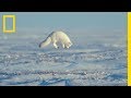 The unsung heroes of the arctic  ep 3  wildlife the big freeze