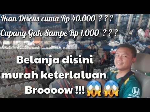 ragam-perlengkapan-aquascape-dan-ikan-hias-|-pasar-ikan-gunung-sari-surabaya