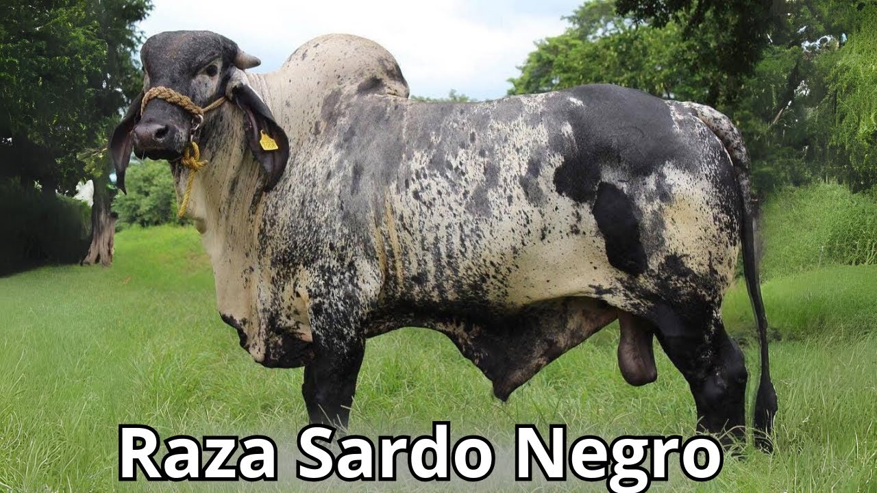 Toros Razas Razas De Toros En Mexico Bovine Mexico