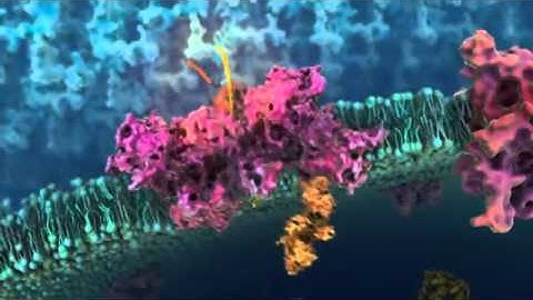 Recombinant Protein Expression System