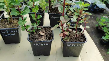 Мята 28 сортов
