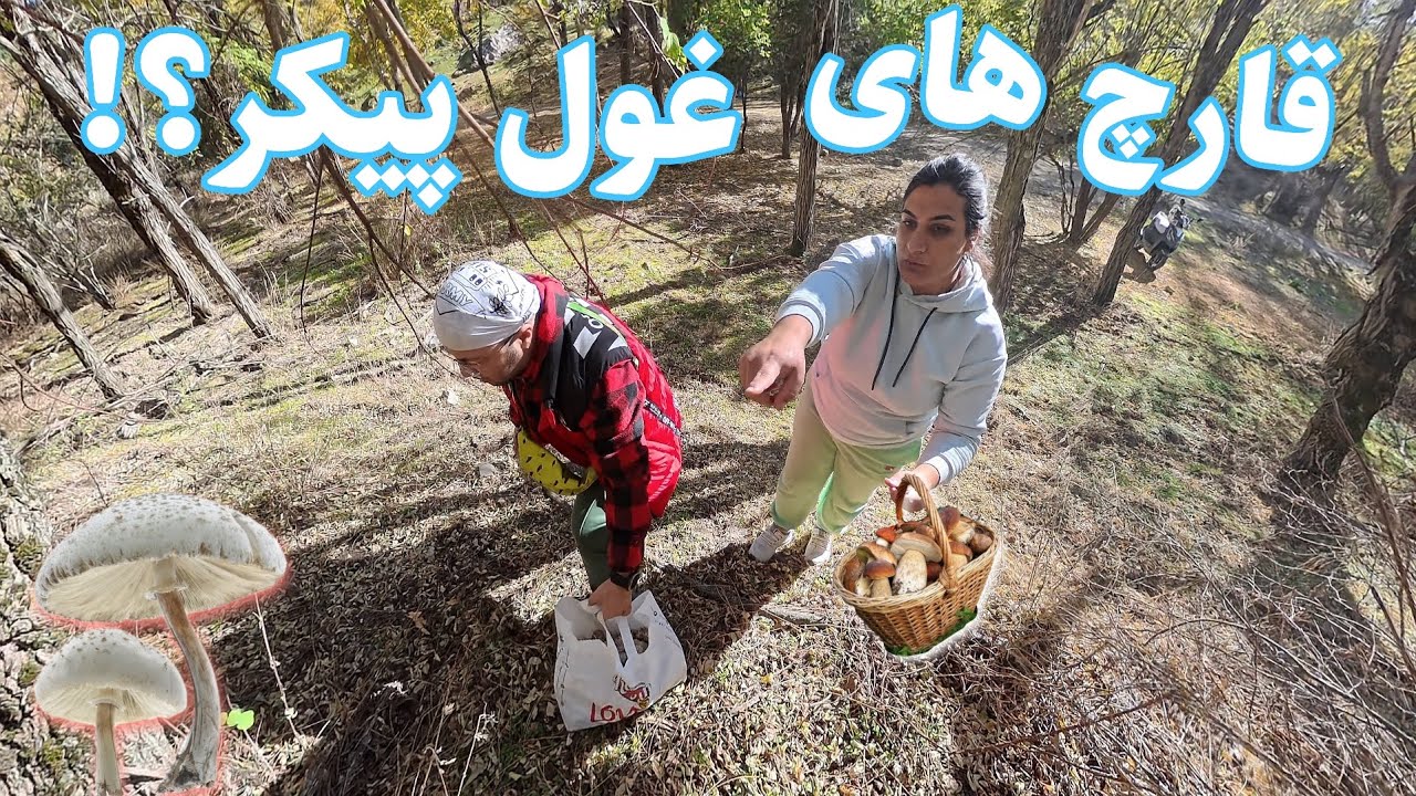باورتون نمیشه قارچ ها چقدر بزرگن😱🍄‍🟫