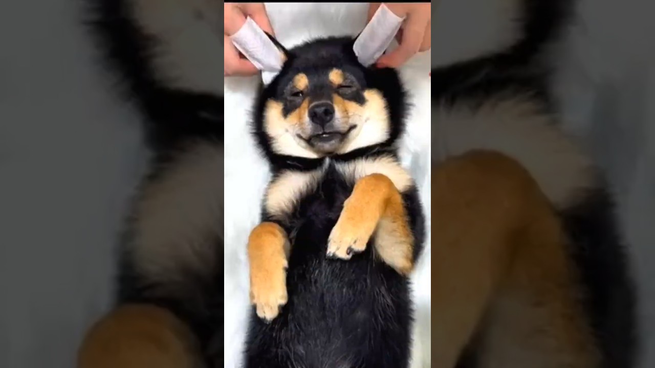 Why this pup lives better than me..