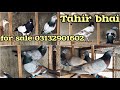 03132901602  tahir bhai  ghaghray lalband  new gola kabuter k  fighter pigeon