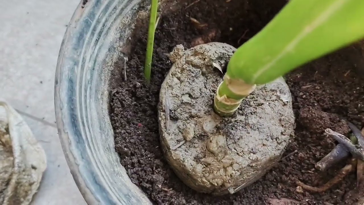 Diffenbachia Plant Repotting | Permanent plant 