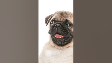 Poolside Cat Art in Photoshop with Fauna Fables #photoshop #shorts