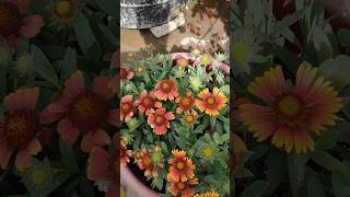 Mera dil ka sukun terrace garden mera 😍🤗#gardening #flower#garden