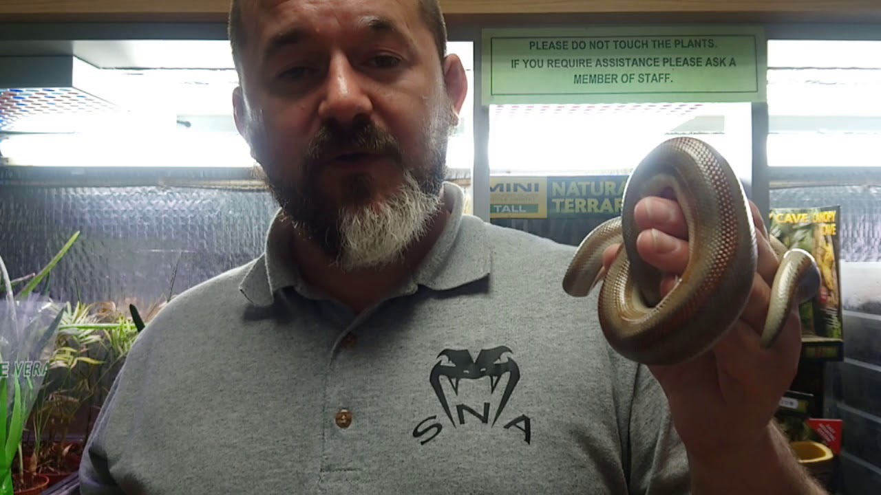 camera iphone 8 plus apk S'N'A Introducing Series: Episode 28 - Rosy Boa (Lichanura)