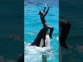 超エレガントなシッティングバルーン回転!! #Shorts #鴨川シーワールド #シャチ #kamogawaseaworld #orca #killerwhale
