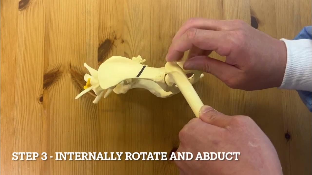 Reduction of a craniodorsal hip luxation dog YouTube