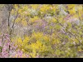 北国の春  テレサ・テン   茂木町花の山から