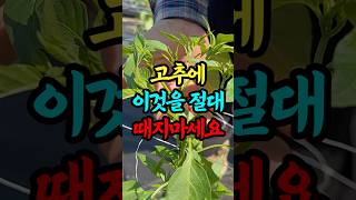고추에 이것을 절대 때지 마세요