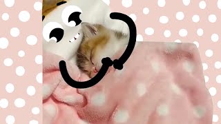 Cute Food Doodles Compilation - KITTEN EDITION! 😻❤️