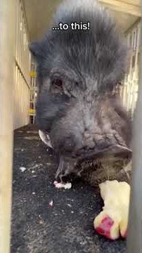 Our Biggest Roadside Zoo Rescue in History #shorts