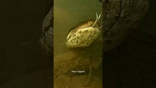Scientist Found World's largest Snake Fossil?