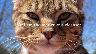 PamPam is meticulously cleaning his body  خرگربه بازی‌های پم‌پم طلا