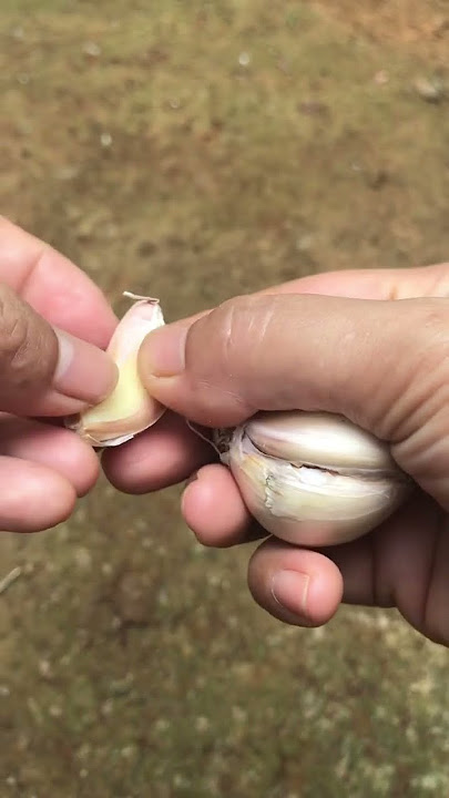 Download lagu Bawang putih obat panu kurap#herbal#alami#short #asmr #shorts