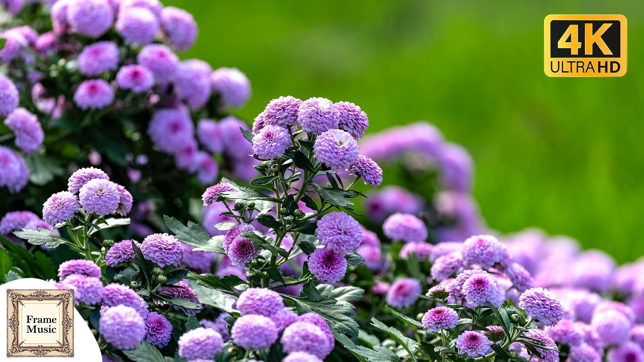 Beautiful Purple Flowers in Bloom 4K — Relaxing Ambient Music & Nature Scenery