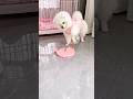 Aapni Masti Se Choklet Nikal Kar Khati Cute Puppy Puppy Trending Cute Cutepet 