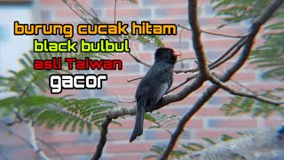 BURUNG CUCAK HITAM GACOR / BLACK BULBUL