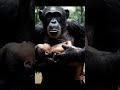 Chimp Rescues Human Baby from Flood! 😱 #shorts #rescue #hero #animals #heartwarming #jungle #miracle