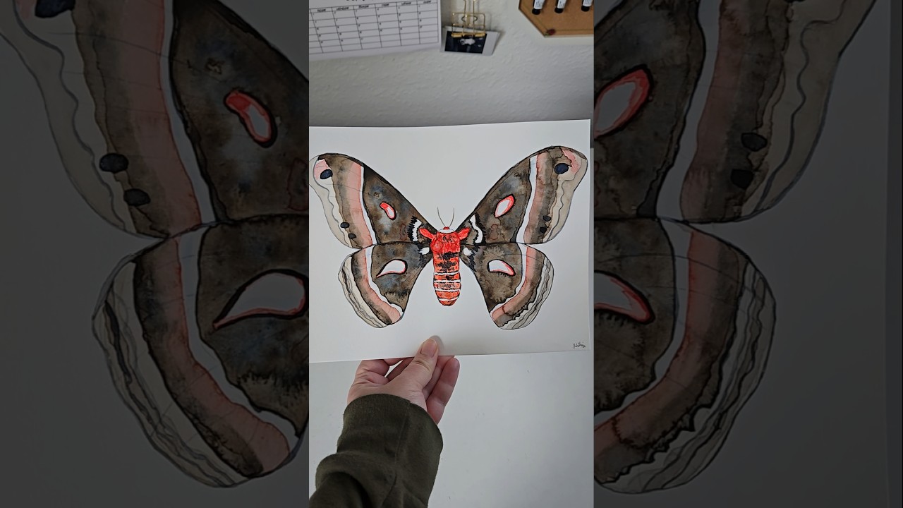 Cecropia Moth. 