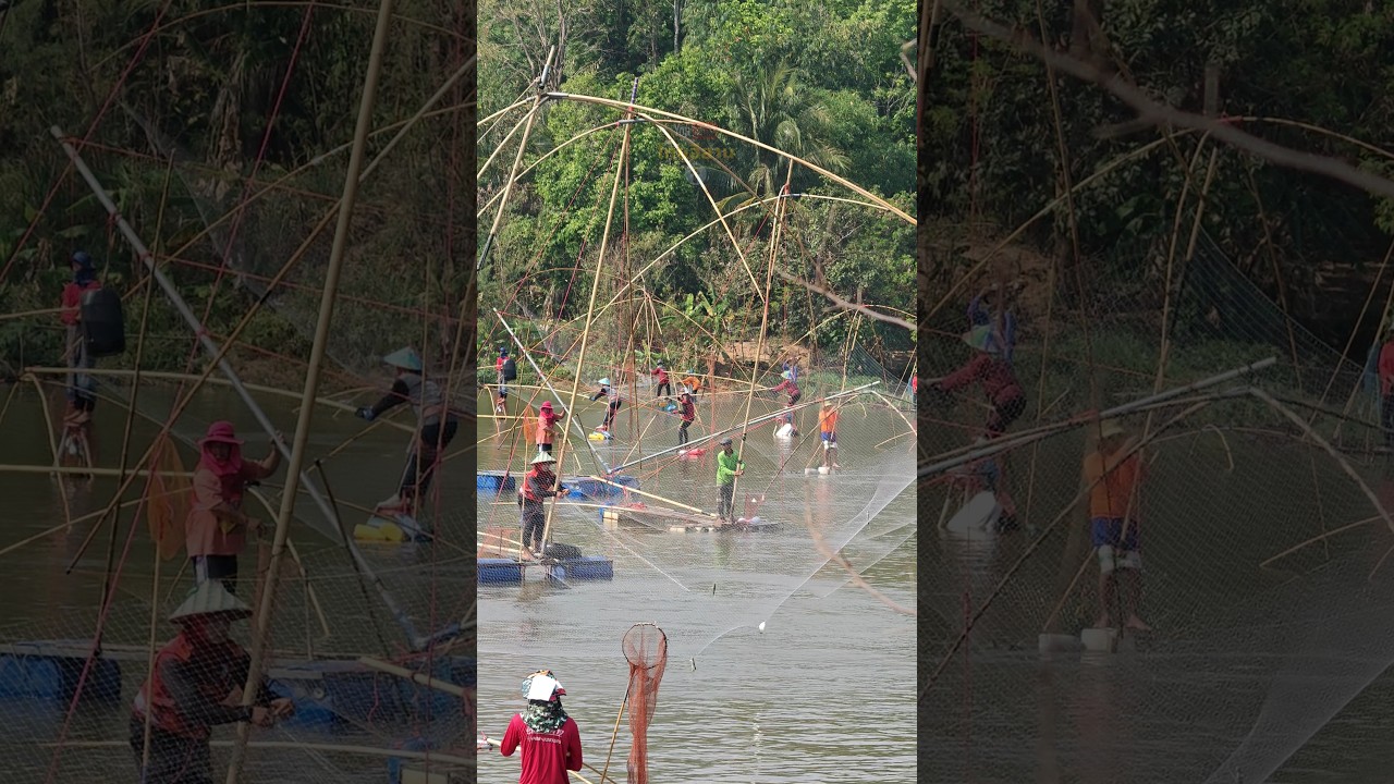 ยกยอ สะดุ้ง บ้านโคกกลาง หนองกุงศรี ลุ้นปลายี่สก นวนจันใหญ่เข้าสะดุ้ง