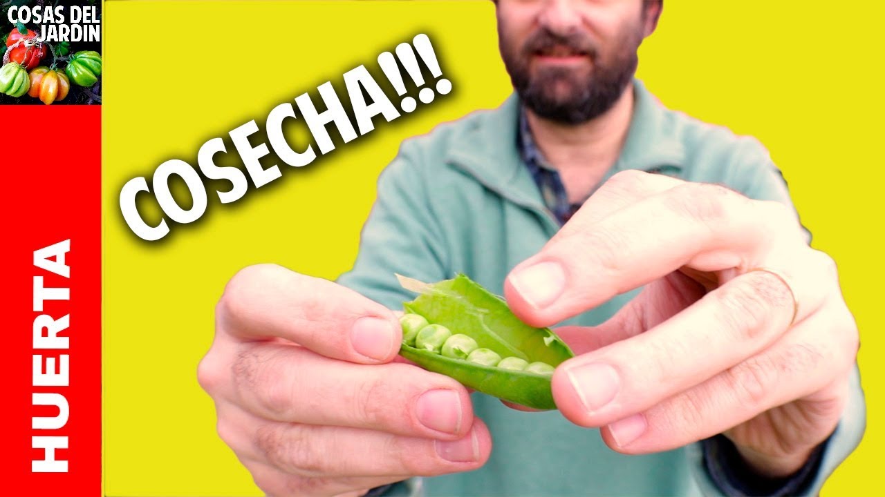 Cuando es el mejor momento para cosechar Arvejas, Guisantes, etc? Muy Importante