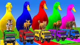 5 Giant Duck Cartoon,Cow,Elephant,Tiger,Lion,Dinosaur,Paint Wild Animals Crossing Fountain Animation