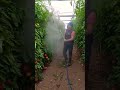 Green house tanaman sayur  tanaman tomat dalam green house subur berkebun viral bertani short