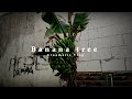 Banana tree  cinematic vlog grapy shot on oppo