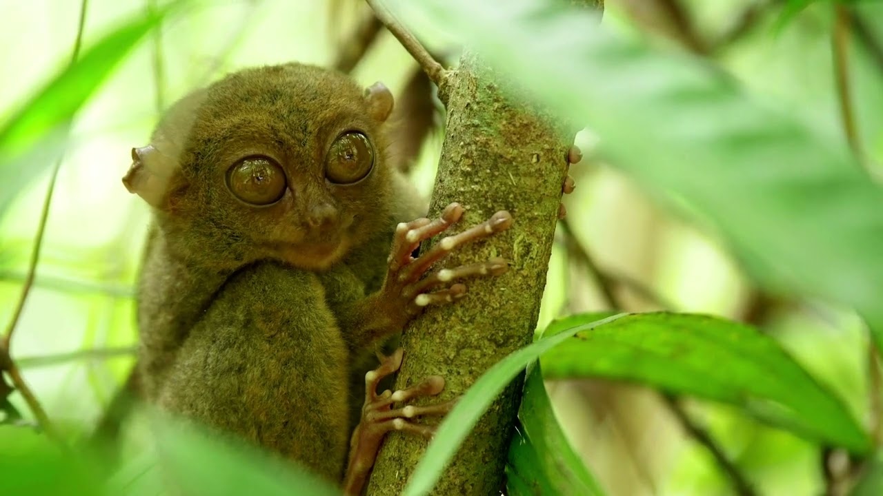 Unveiling Tarsiers: 👁️👁️| 