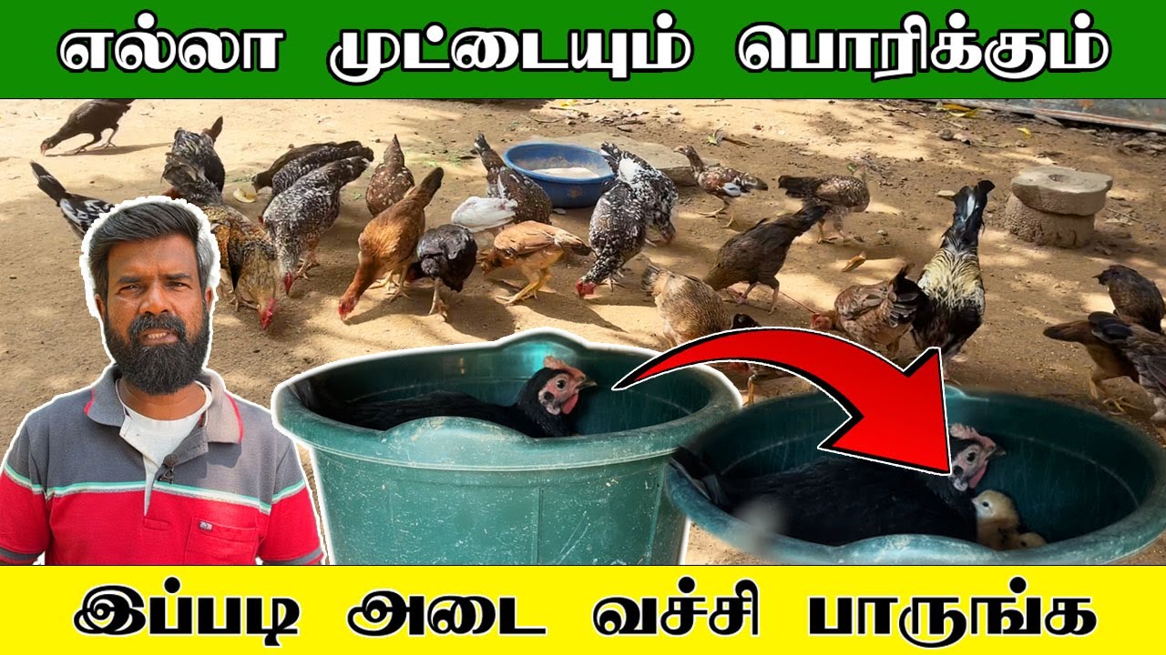 How to Hatch Every Egg Successfully – Must-Try Method ! | TAMIL | GUNA'S POULTRY