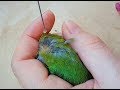 Обработка птиц от паразитов / профилактика трахейного клеща