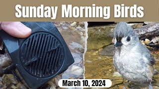 Water Feature Maintenance | Cardinal & Tufted Titmice | 4 Year Anniversary!