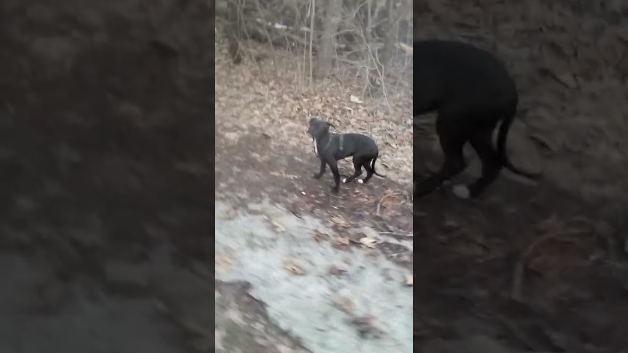 Midnight Cowboy, Black Jack, Jeep, Boyles,  Waccamaw Pitbull Puppy 