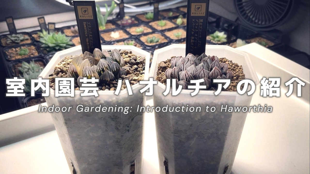 Introducing the charm of Haworthia, perfect for your indoor