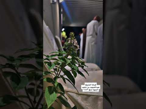 قراءة الشيخ عبدالمجيد المهنا