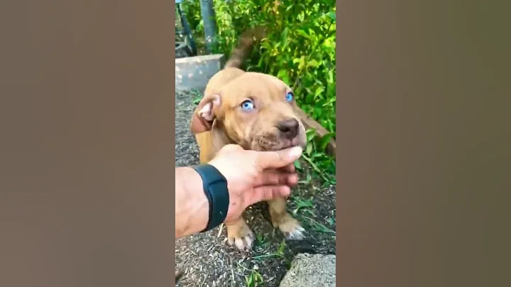 Real American XL Bullies! #xlbully #merlebully #americanbully #bully #bullybreed #bullyworld #abkc